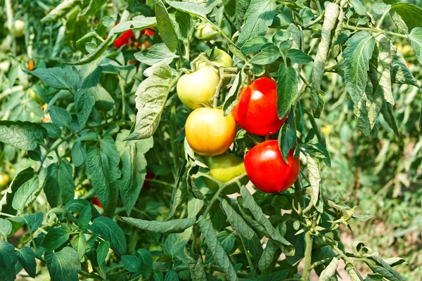 Plody rajčat ve skleníku mezi listy — Stock fotografie