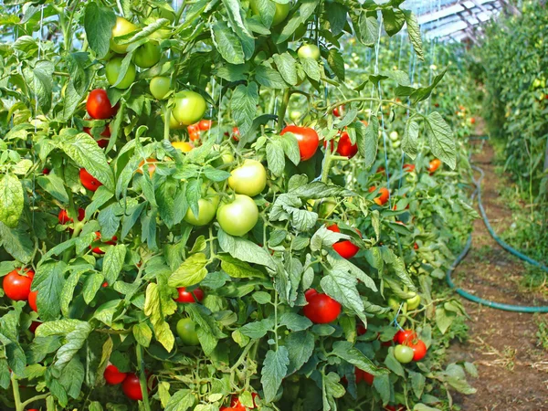 Många mogna röda tomat frukter i filmen växthus — Stockfoto