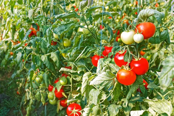 Frutas maduras de tomate rojo en invernadero — Foto de Stock