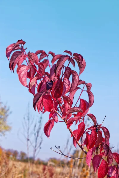 Cornus sanguinea, de gemeenschappelijke kornoelje in de herfst — Stockfoto