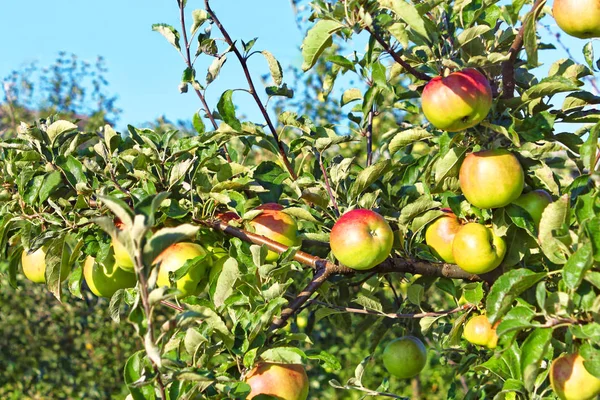 Reifes Apfelobst hängt an den Zweigen — Stockfoto