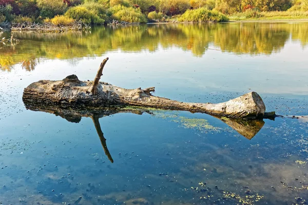 Großer Holzstamm schwimmt auf der Teichoberfläche — Stockfoto