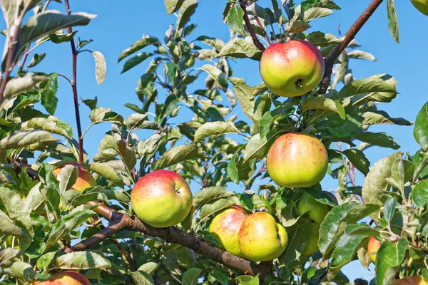 Apfelfrüchte hängen an den Zweigen — Stockfoto