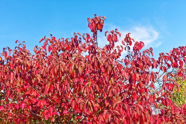 Леса Cornus sanguinea, обыкновенная древесина осенью — стоковое фото