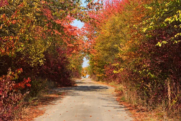 Estrada rural pavimentada entre árvores de outono — Fotografia de Stock
