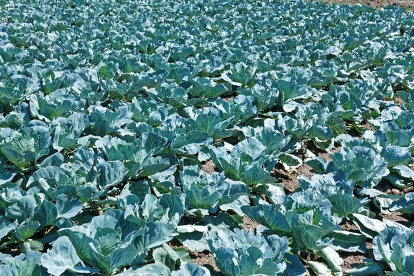 Cabbage plantation in summer day — Stock Photo, Image