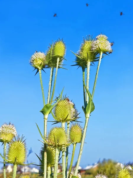 Abelhas voando acima das flores do cardo — Fotografia de Stock