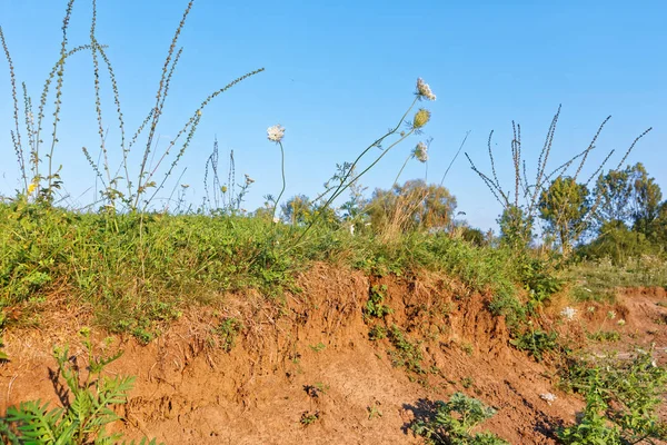 Clay soil covered with herbs — Stock Photo, Image