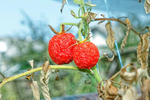 Welke Tomaten im Gewächshaus — Stockfoto