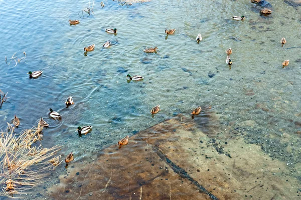 Groep van wilde eenden drijvend op de vijver — Stockfoto