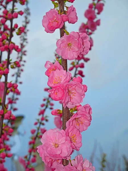 粉红樱花盛开 — 图库照片