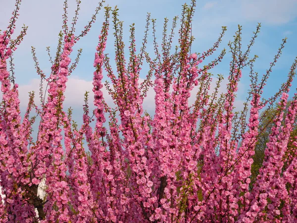 Blossom of pink sakura twigs — Stock Photo, Image