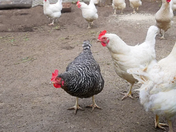 Galinha salpicada entre frango branco — Fotografia de Stock