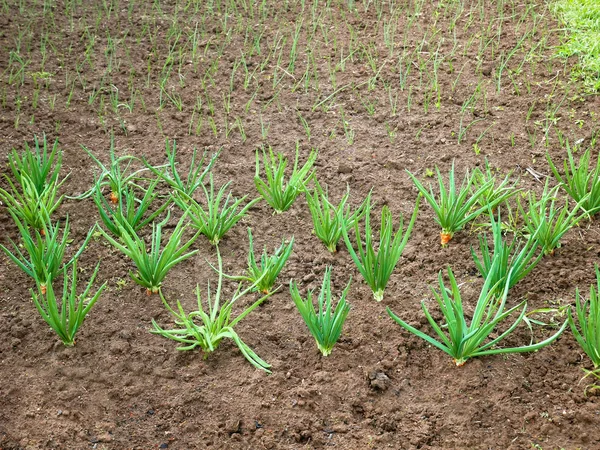 Onion rows in garden — Stock Photo, Image
