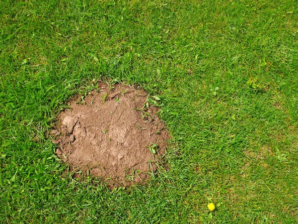Heap the soil among green grass — Stock Photo, Image