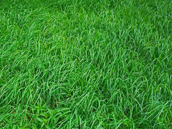 Hierba verde en primavera —  Fotos de Stock