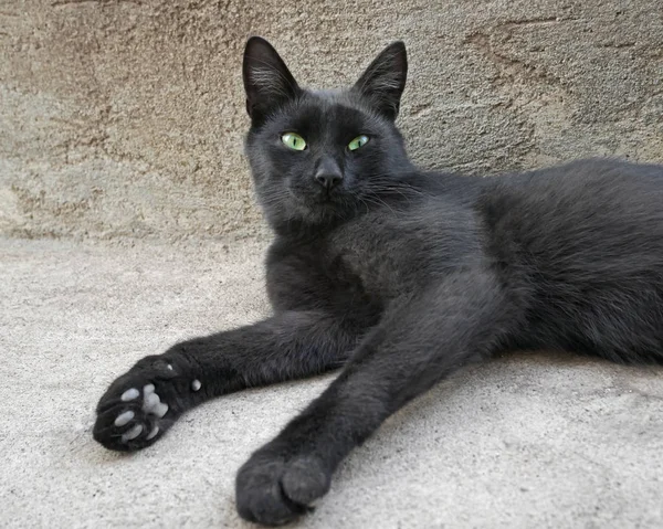 Svart katt med gröna ögon liggande utomhus — Stockfoto