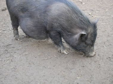 Vietnamca şiş göbekli domuz