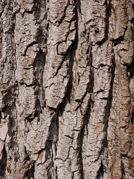 Bark of willow, close-up — Stock Photo, Image