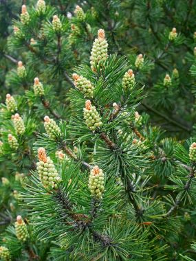 Yeni Pine polen koni
