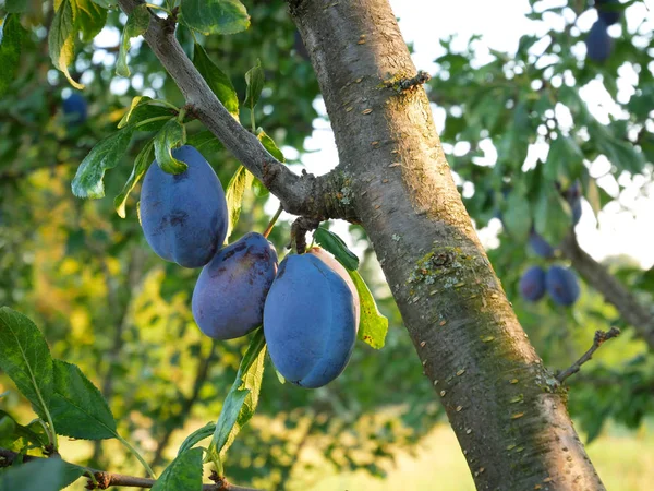 Grote rijpe pruimen vruchten op een tak — Stockfoto