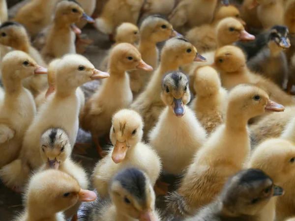 A lot of small ducklings — Stock Photo, Image