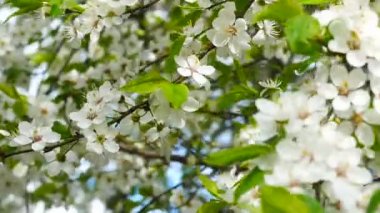 Rüzgarlı havalarda Latin, panorama yakın çekim özgü Erik veya Prunus cerasifera, çiçek