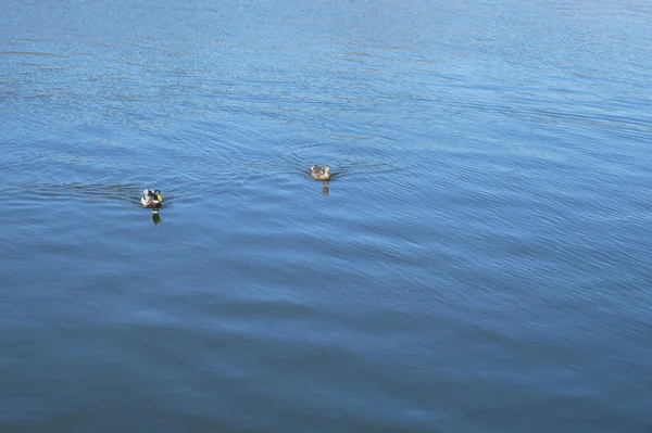 Coppia di anatre selvatiche galleggia sulla superficie dell'acqua — Foto Stock
