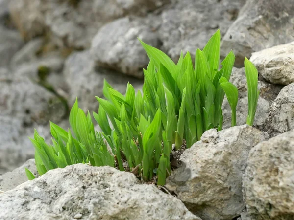 Plantas verdes entre pedras cinzentas — Fotografia de Stock
