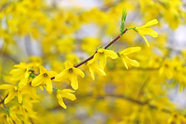 Forsythia flores amarelas — Fotografia de Stock