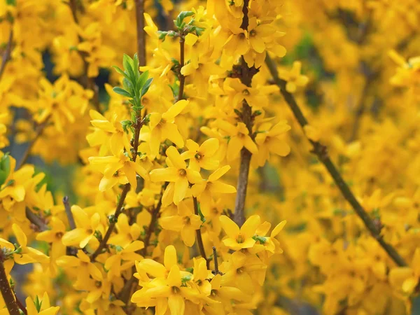 Κίτρινα λουλούδια Forsythia — Φωτογραφία Αρχείου