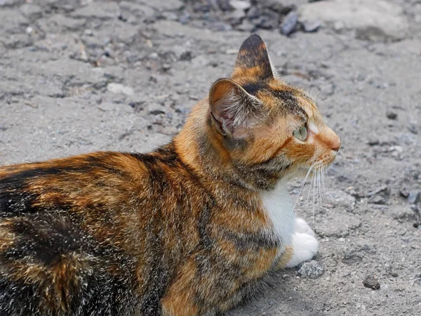 Red and white tabby kitten outdoors — Stock Photo, Image