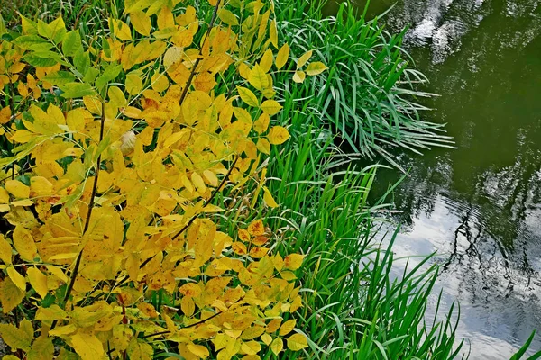 Small tree with yellow leaves on river bank
