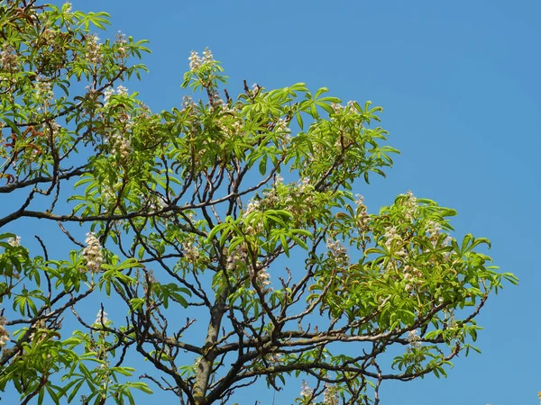 Kastanjeboom secundaire bloei in augustus — Stockfoto