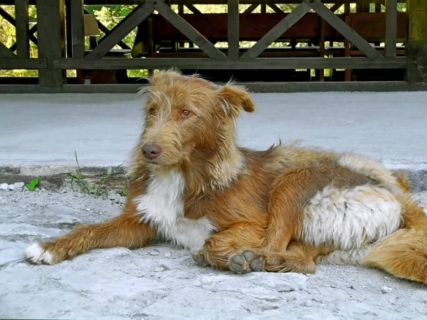 Smutny włóczęga pies siedzi na zewnątrz — Zdjęcie stockowe