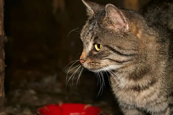 Graue gestromte Katze in der Nacht — Stockfoto