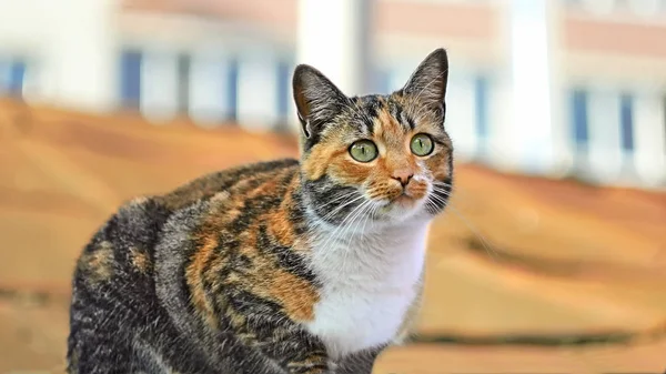 Gatinho bonito tabby com olhos verdes no telhado — Fotografia de Stock