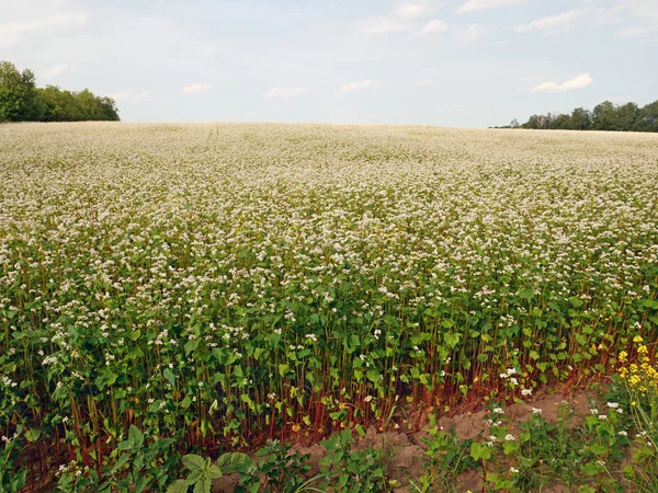 Blommande bovete fältet — Stockfoto