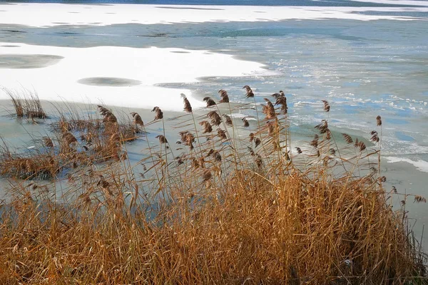 Gevreesde Rietplanten Het Bevroren Meer Bij Oever Vroege Winter — Stockfoto
