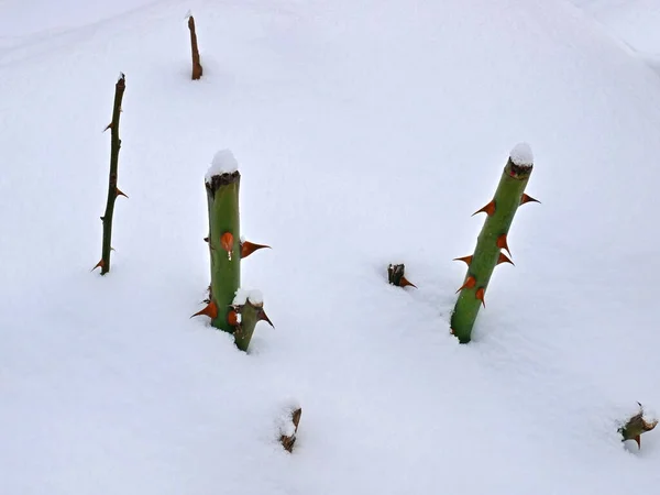 Cropped stems of roses with spiky thorns in the snow, close-up