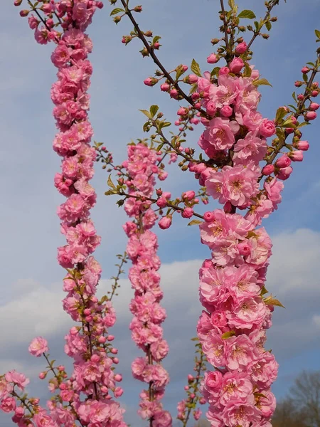 Lkbaharda Kiraz Çiçeği Japon Kirazı Gökyüzünün Arka Planında Çekiliyor — Stok fotoğraf