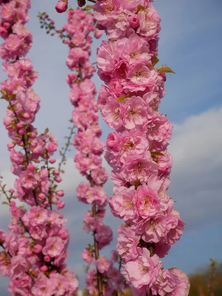 Abundante Flor Cerezo Primavera Floración Japonesa Cherry Dispara Sobre Fondo —  Fotos de Stock