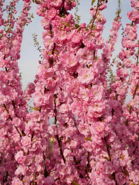 Floração Abundante Japonês Cherry Dispara Sobre Fundo Céu Sakura Primavera — Fotografia de Stock