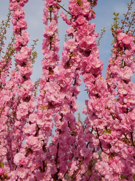 Abondantes Pousses Cerisier Japonais Fleurs Sur Fond Ciel Sakura Printemps — Photo