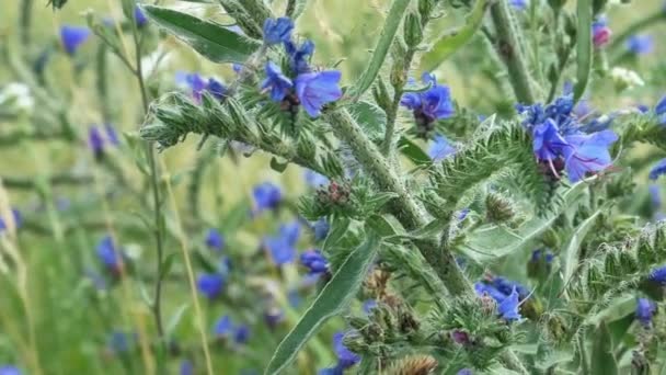 夏に牧草地で青い花を咲かせる野生の芳醇な植物 風は茎を揺らし 蜂は蜜を集める パノラマビデオ クローズアップ — ストック動画