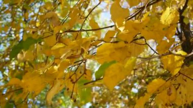 Sarı yapraklı ıhlamur dalları ekim ayının güzel sonbahar gününde rüzgarda sallanıyor.