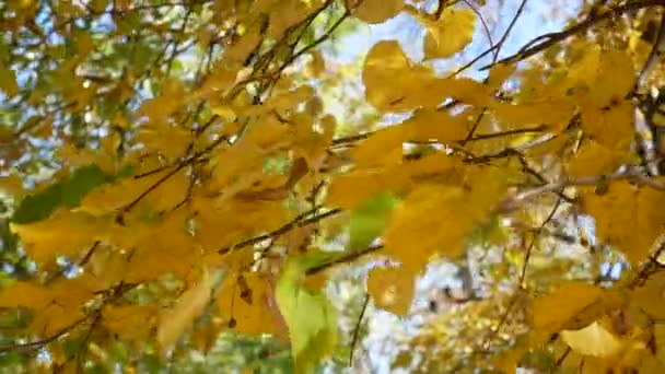 Linden Branch Yellow Leaves Swaying Wind Beautiful Autumn Weather October — Stock Video
