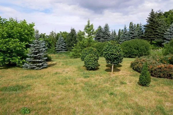 Gramado Pitoresco Parque Com Várias Árvores Plantas Dia Verão Bela — Fotografia de Stock