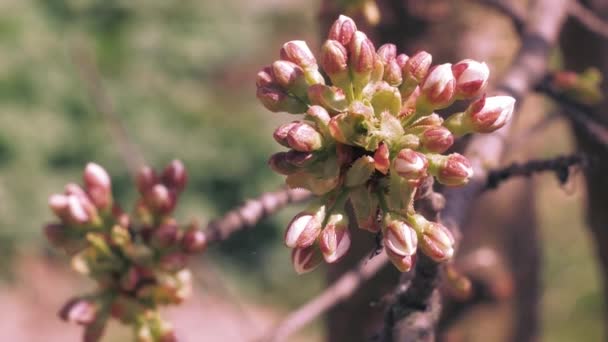 Germogli Ciliegio Prima Della Fioritura Nel Mese Aprile Infiorescenze Tremano — Video Stock