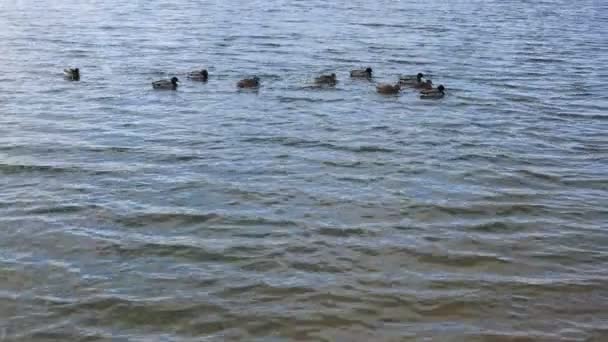 Flock Wild Ducks Swimming Lake Shore Warm Winter Pigeons Flying — Stock Video